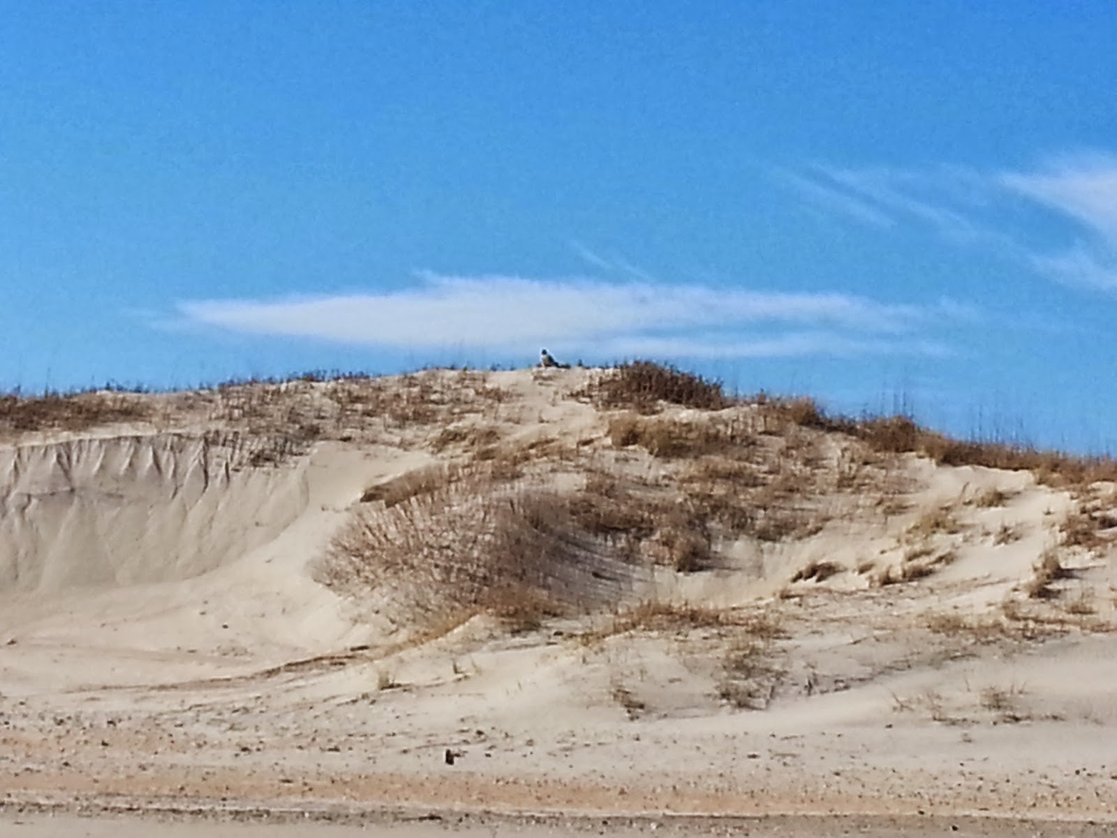 Ocracoke Island Journal Who, Whom